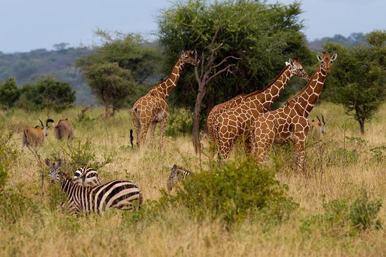 Tradewinds Lodge Diani Beach Bagian luar foto